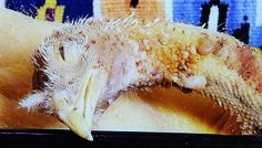 Fotografie Miri Mor la Anexa MNAC