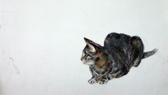 Cand “miau” se scrie fara cratima – Marilena Murariu despre pisici