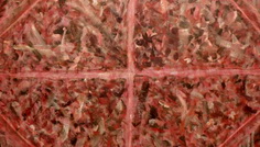 Horia Bernea – Prapor