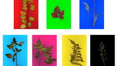 BORROWED TERRITORIES_LUCIAN BRAN @ Galeria Posibilă