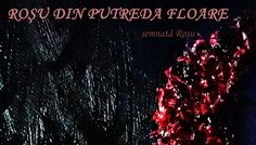 ”Roșu din putreda floare”